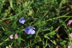 Linum usitattissimum (2) (1200 x 800)